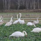 Ach du lieber Schwan -Teil 2-