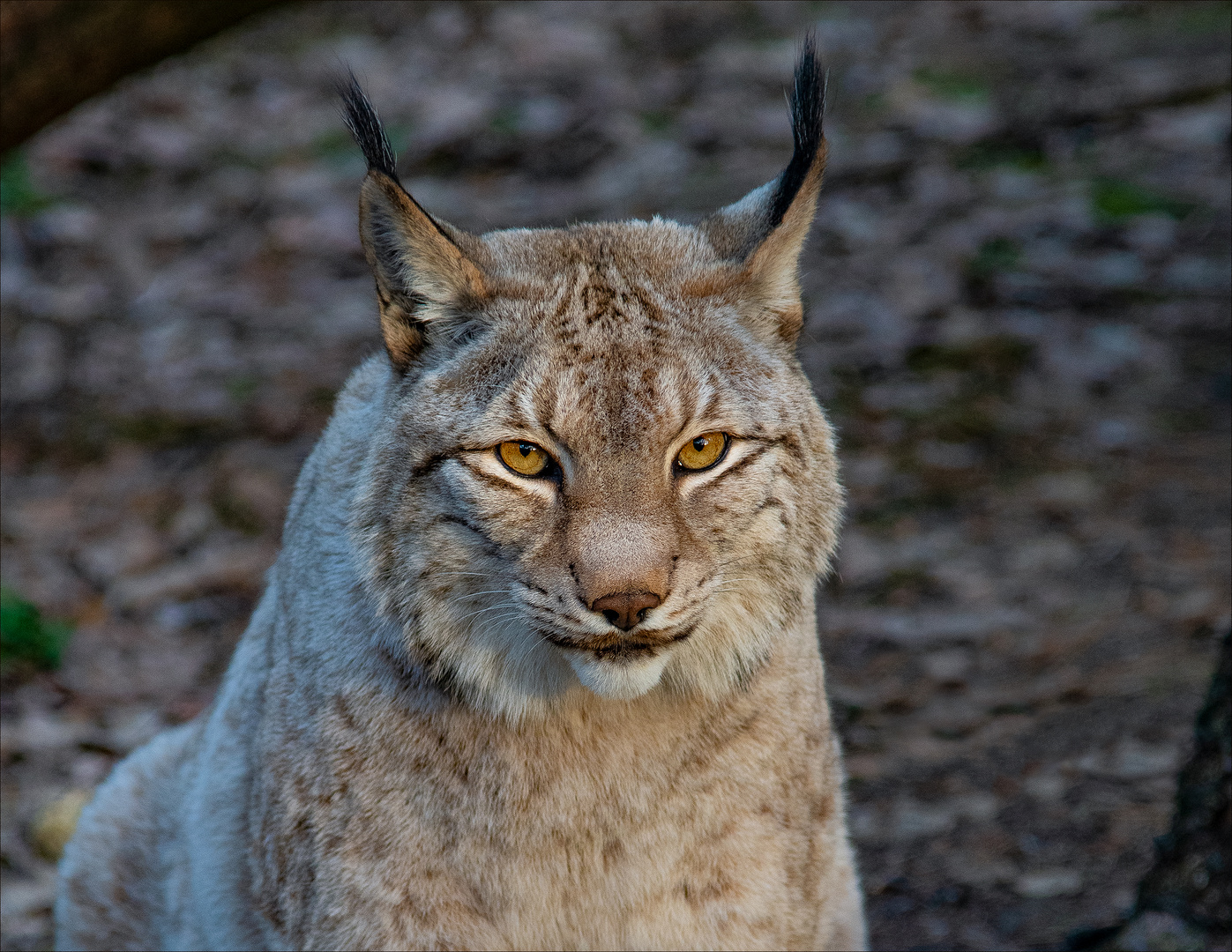 Ach du mein lieber Luchs