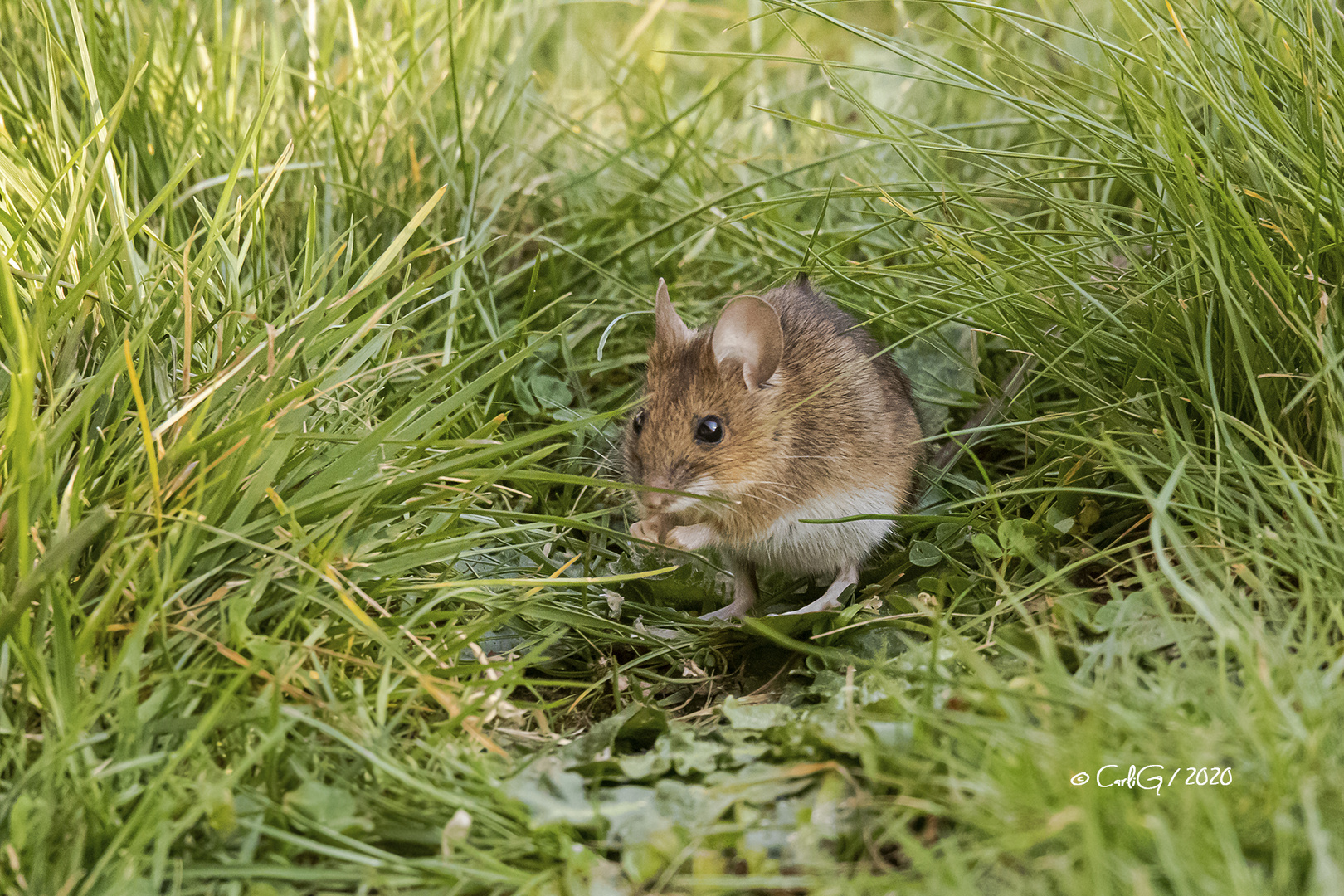 Ach du Schreck ne Maus im Garten