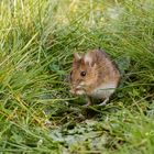 Ach du Schreck ne Maus im Garten