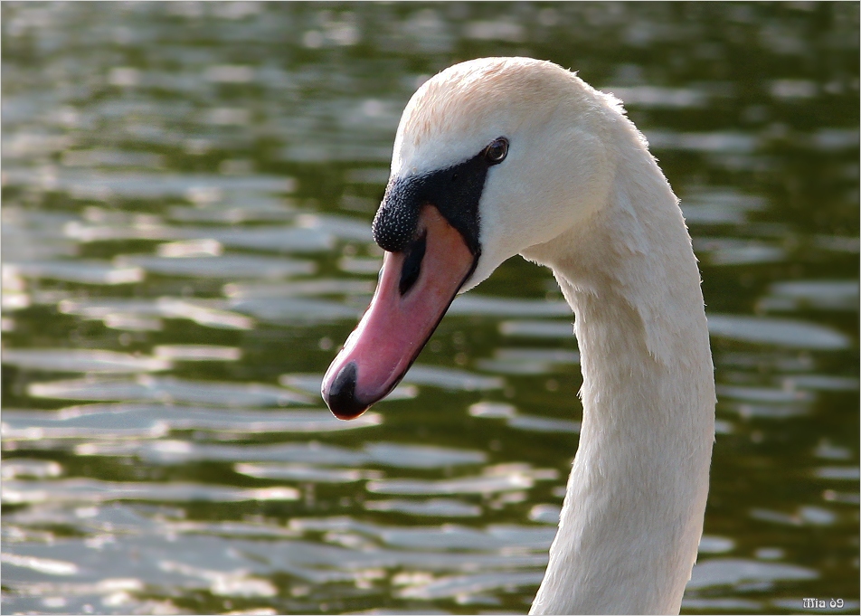 Ach du trauriger Schwan!