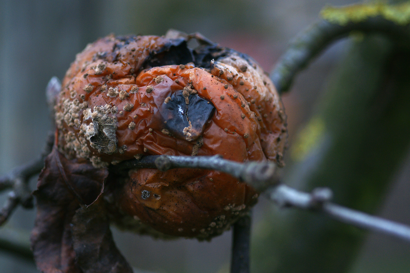 Ach Eva, war nicht der Apfel das Symbol der Vergänglichkeit