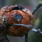 Ach Eva, war nicht der Apfel das Symbol der Vergänglichkeit