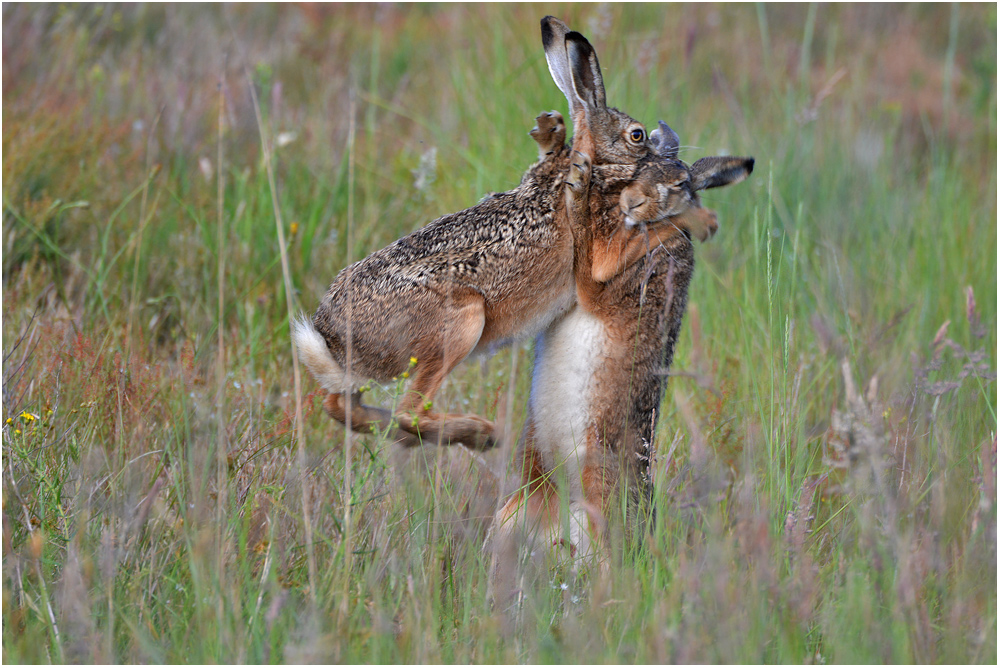 Ach Hasi, ich hab Dich ja soooo lieb . . .