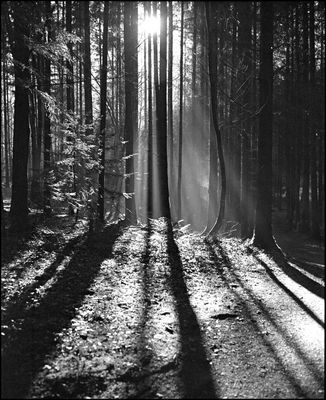 - ach ich liebe solche spaziergänge (-;