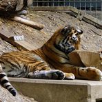 Ach ist das langweilig! - denkt der kleine Tiger im Zoo Köln