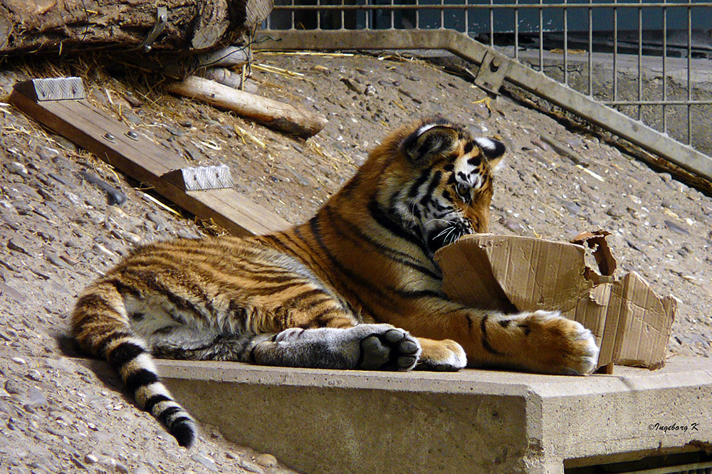 Ach ist das langweilig! - denkt der kleine Tiger im Zoo Köln