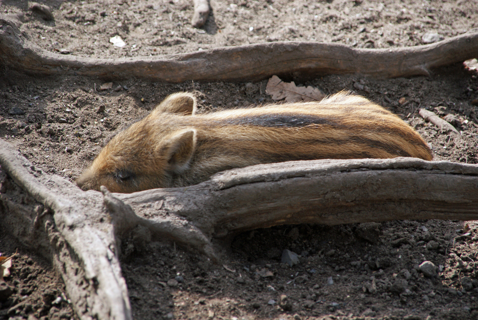 Ach, ist das Leben so anstrengend.