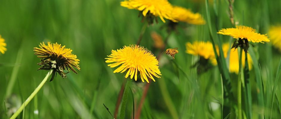 Ach ist das schön wenn der Frühling kommt.