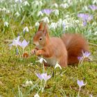 ...ach ist der Frühling schön