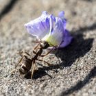 Ach ist die Blüte schwer