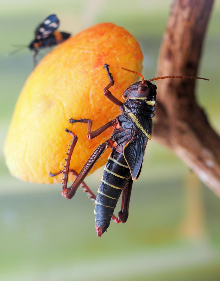 Ach ist so ein Apfel guut....