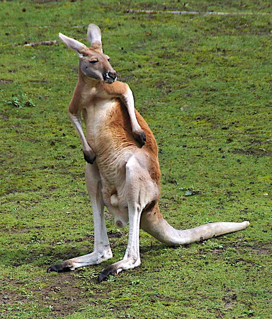 Ach ja, fast vergessen ... heute ist ja Australia Day!