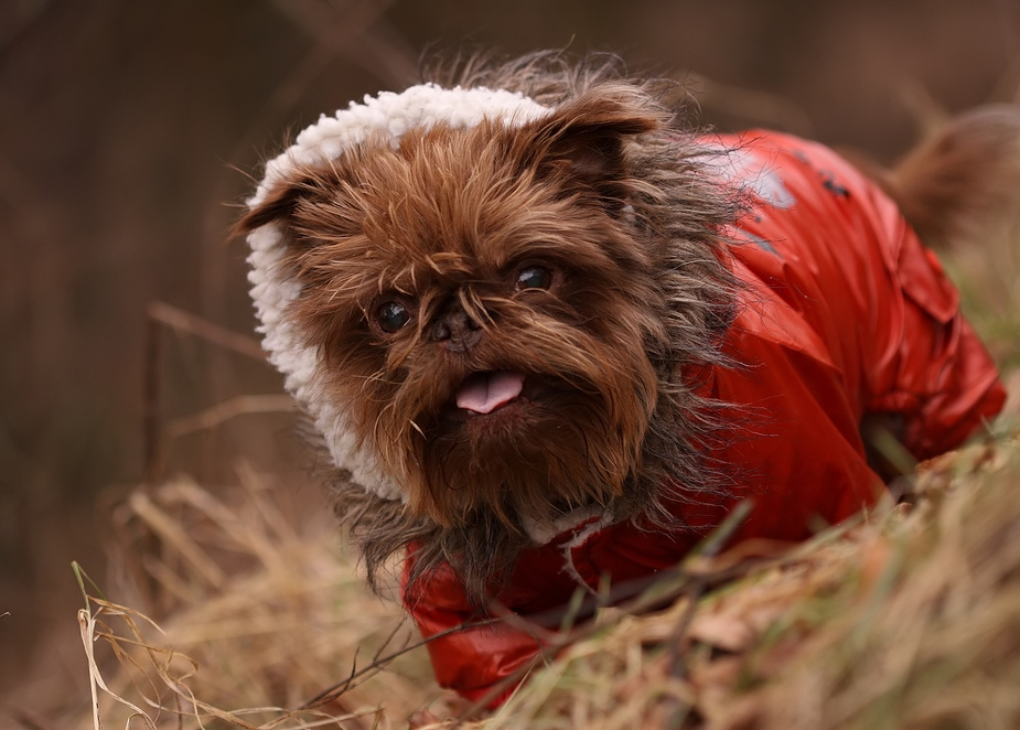 Ach ja, mein "armer Hund"!