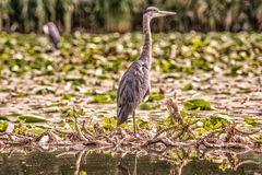 Ach ja, Reiher hat's da auch.