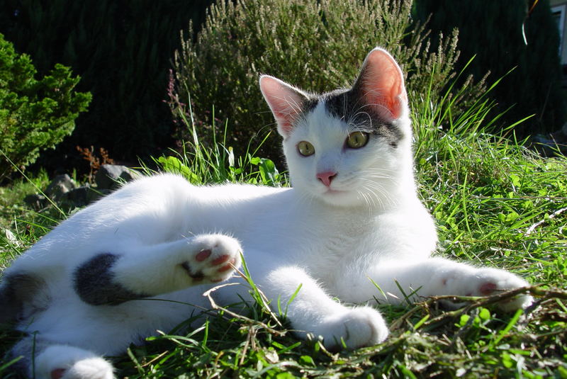 Ach ja... schön, einfach in der Sonne liegen und relaxen!!