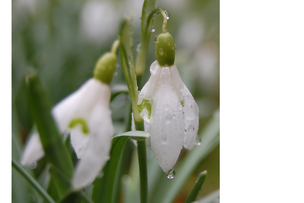 Ach ja... wie hieß das doch noch gleich... Frühling...?