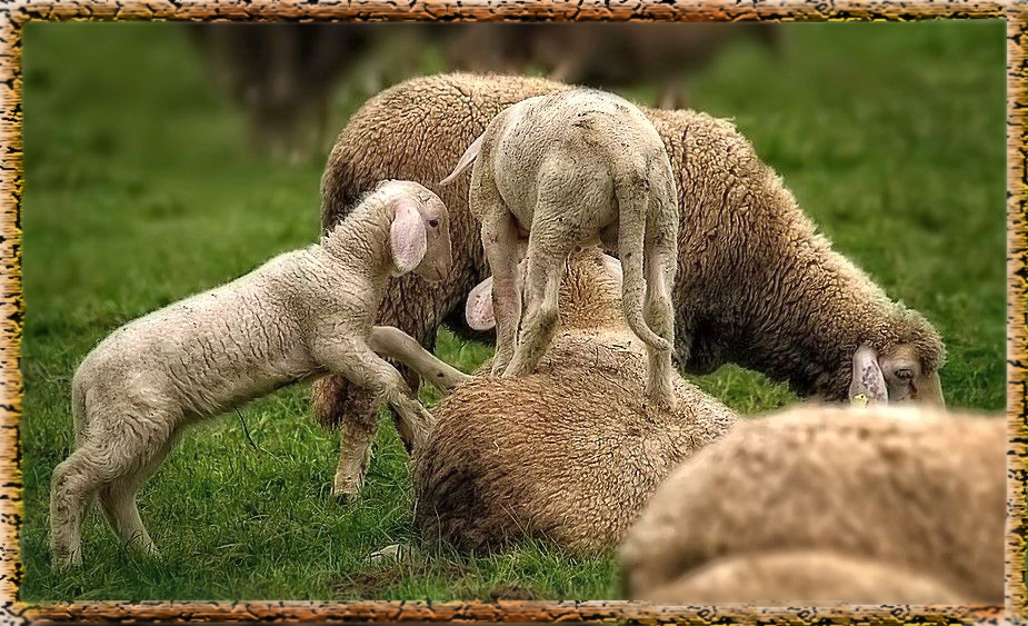 "Ach Kid's, steigt mir doch auf'n Buckel" Nr. 2 (ein Pseudo-HDR)