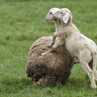 "Ach Kinder, steigt mir doch auf'n Buckel" Nr. 1