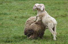 "Ach Kinder, steigt mir doch auf'n Buckel" Nr. 1