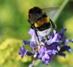 ach, meine liebe Hummel...