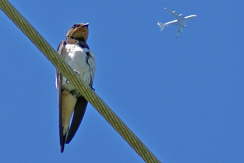 Ach muß Fliegen schön sein