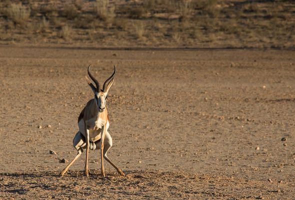 Ach nee, ich kann nicht, wenn man mir dabei zuschaut