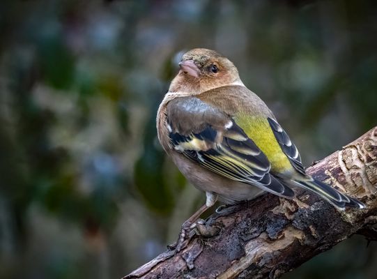 "ACH NEEEE ....... schon wieder so'n Knipsheini"