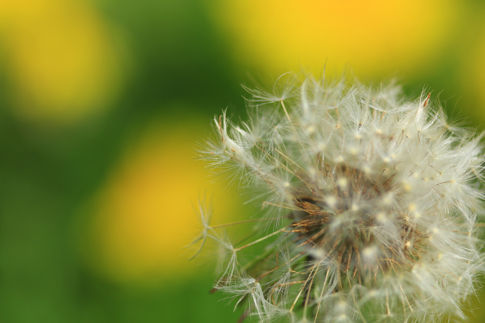 Ach ... Pusteblume