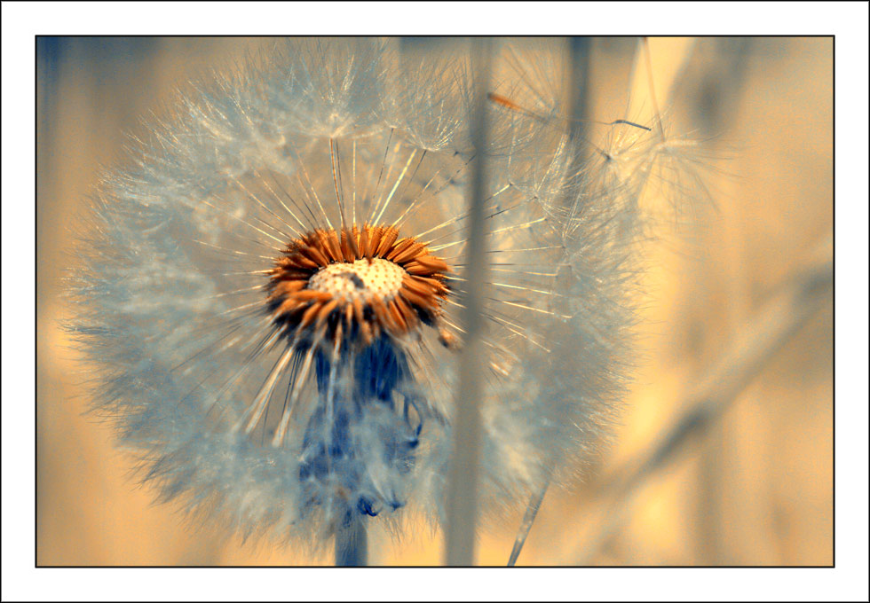 ach pustekuchen.... ähm ... blume