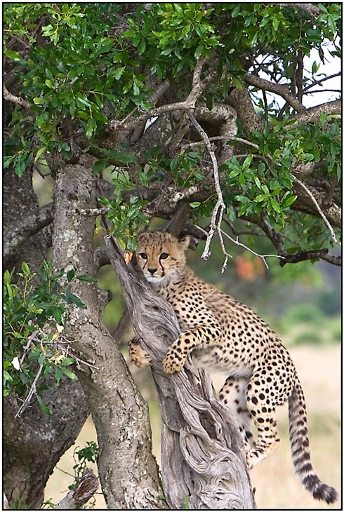 ach wär ich doch ein leopard-