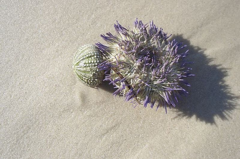 Ach, wäre ich doch eine richtige Blume ...