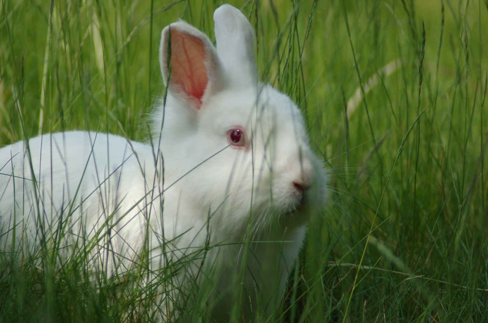 Ach, was ist das schön im Gras