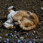 Ach wie ist das Leben schön!