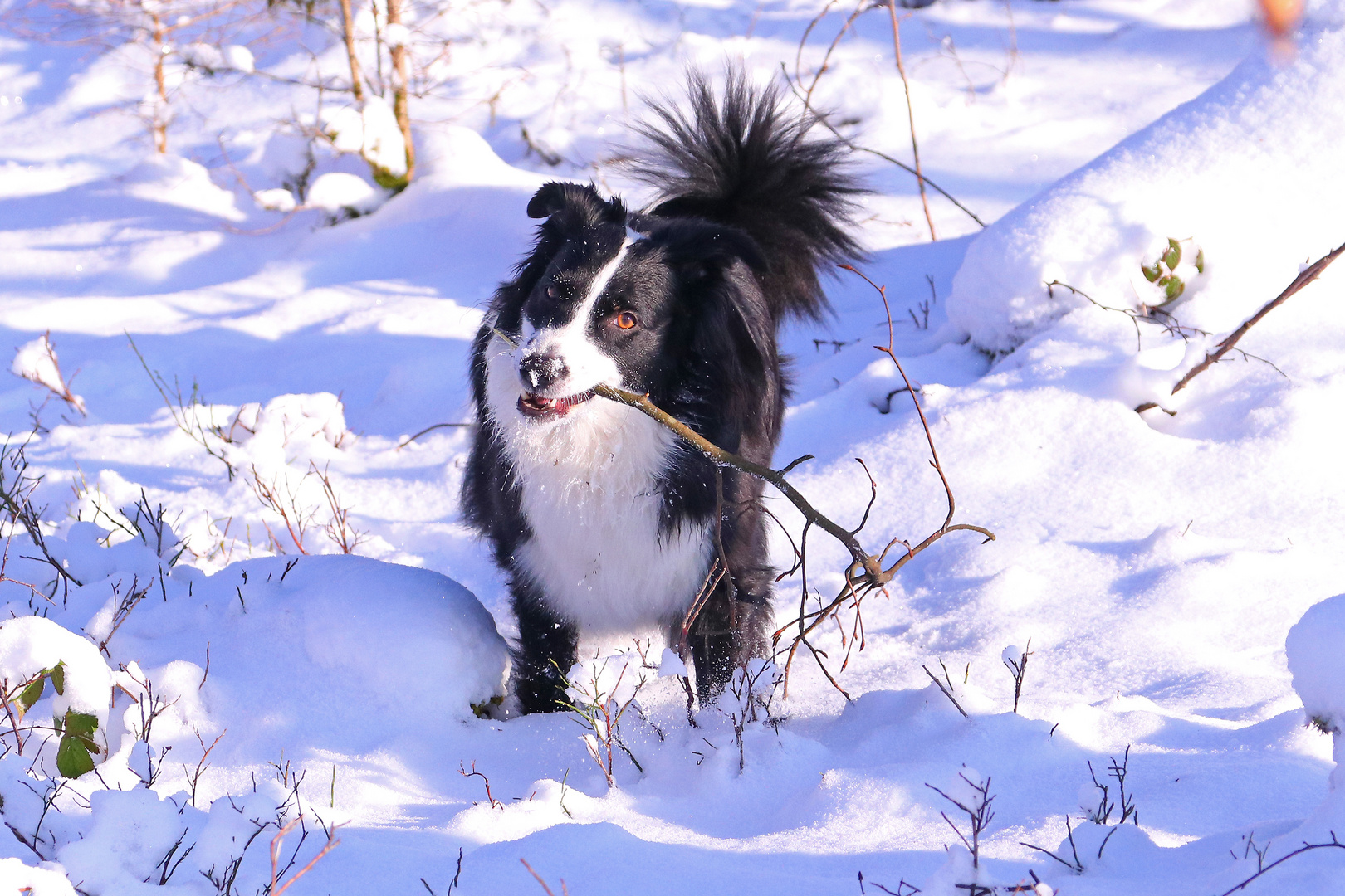 Ach, wie schön ist doch der Schnee