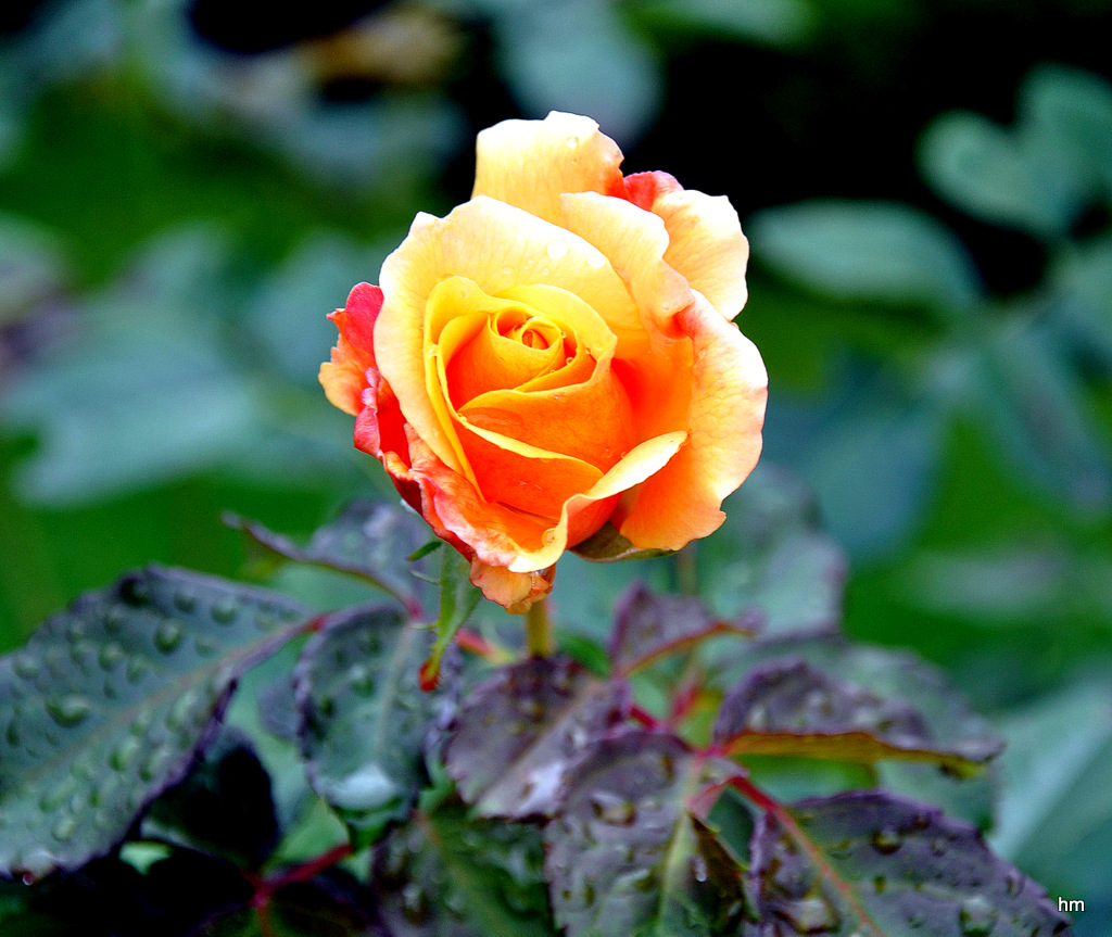 Ach, wie sollen wir die kleine Rose buchen..