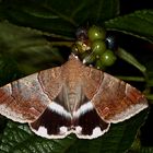 Achaea janata Noctuidae on Lantana Fruits.