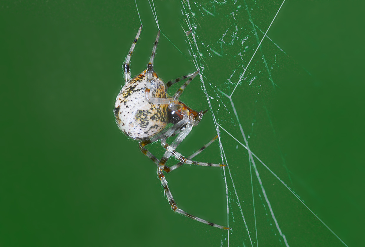 Achaearanea tepidariorum