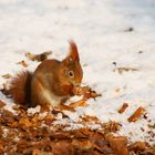 Achala (Sciurus vulgaris)