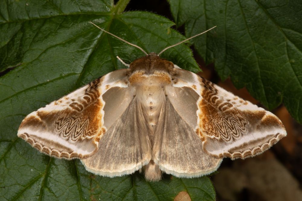 Achat-Eulenspinner (Habrosyne pyritoides)