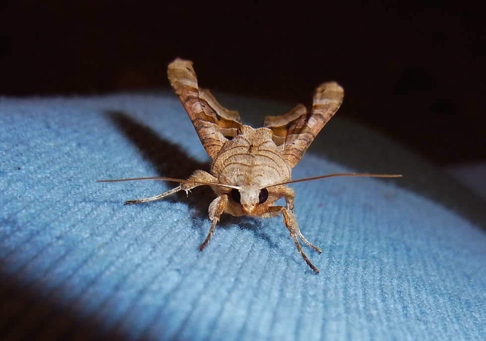 Achateule auf meinem Pulli