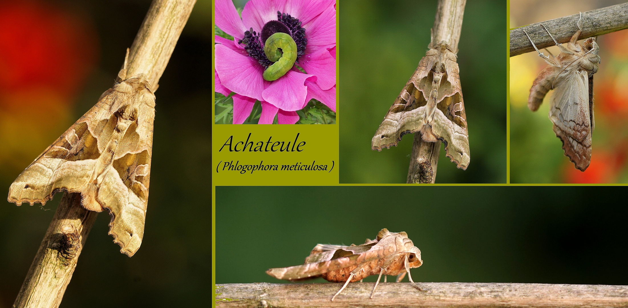 Achateule Collage