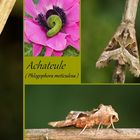 Achateule Collage