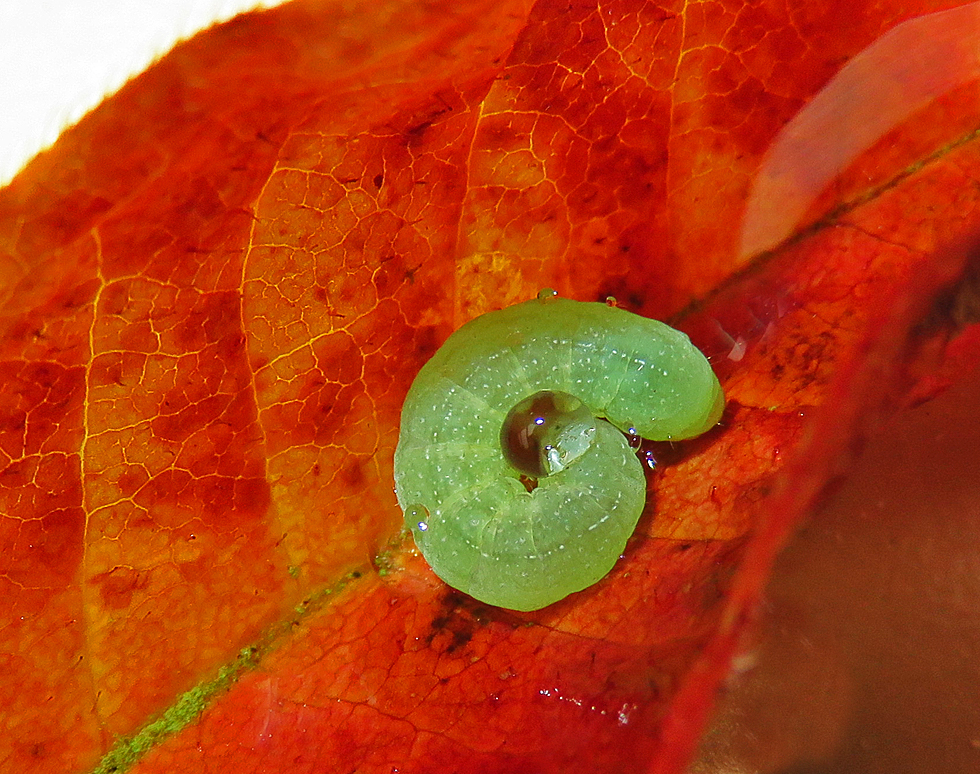 Achateule im Regen