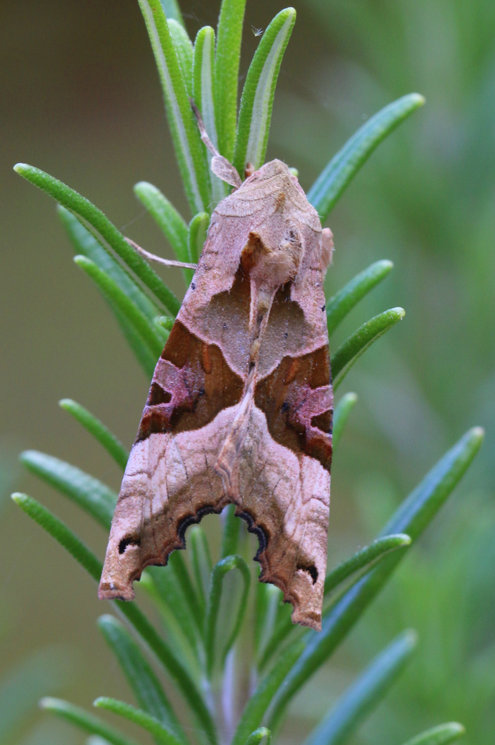 Achateule in Tornesch