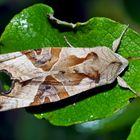 Achateule, Mangoldeule (Phlogophora meticulosa) - Méticuleuse. 