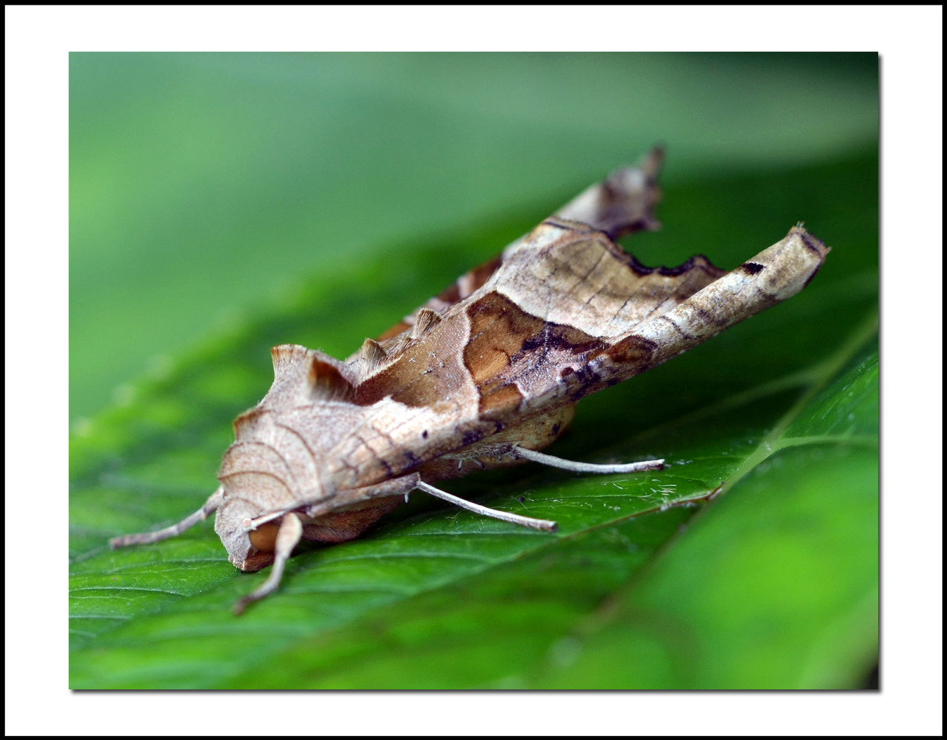 Achateule (Phlogophora meticulosa)