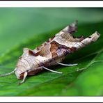 Achateule (Phlogophora meticulosa)