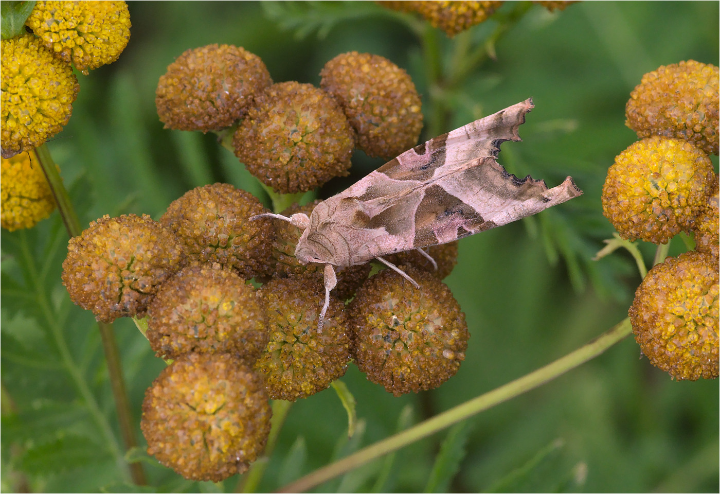 Achateule (Phlogophora meticulosa)