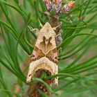 Achateule (Phlogophora meticulosa)